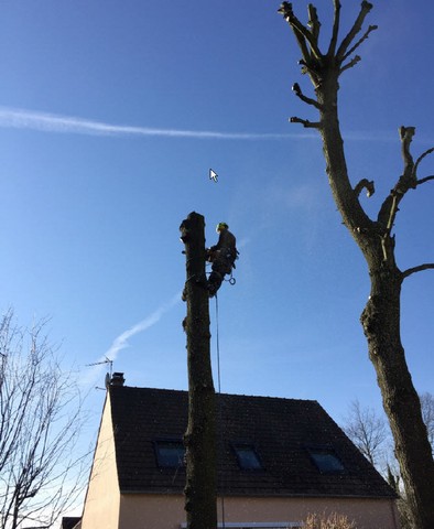 Elagage d’Arbres 95 Andrésy 78 et 92